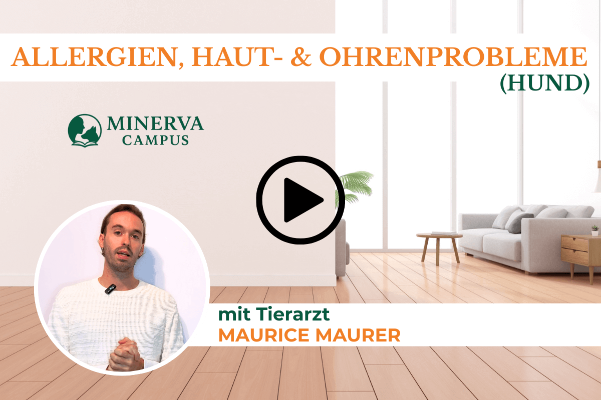 Video-Teaser zum Themenmodul 'Allergien, Haut- und Ohrenprobleme beim Hund' mit Tierarzt Maurice Maurer