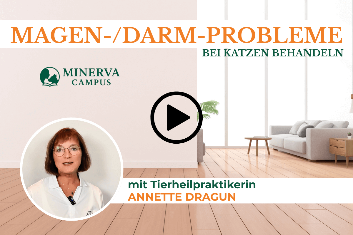 Video-Teaser zum Themenmodul 'Magen- und Darmprobleme bei Katzen behandeln' mit Tierheilpraktikerin Annette Dragun