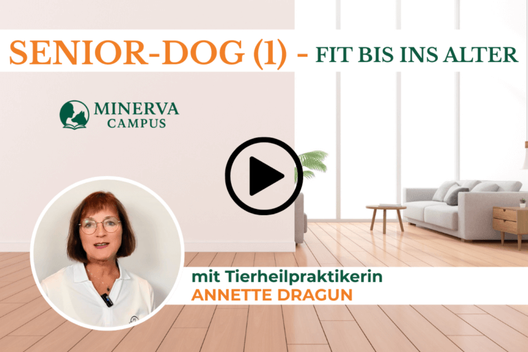 Alter Hund baut ab? So bleibt er beweglich und schmerzfrei | Senior Dog (1)
