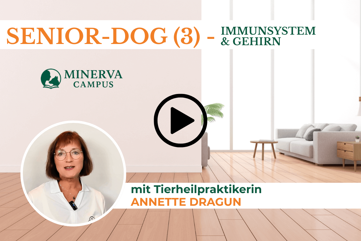 Video-Teaser zum Themenmodul 'Senior-Dog 3 – Immunsystem und Gehirn' mit Tierheilpraktikerin Annette Dragun