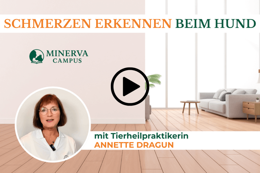 Video-Teaser zum Themenmodul "Schmerzen erkennen beim Hund" mit Tierheilpraktikerin Annette Dragun