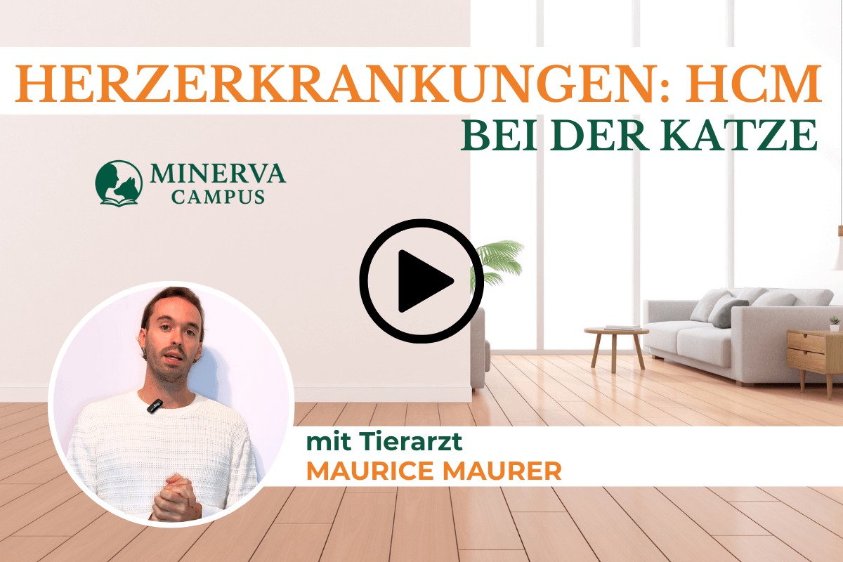 Video-Teaser zum Themenmodul 'Herzerkrankungen: HCM bei der Katze' mit Tierarzt Maurice Maurer