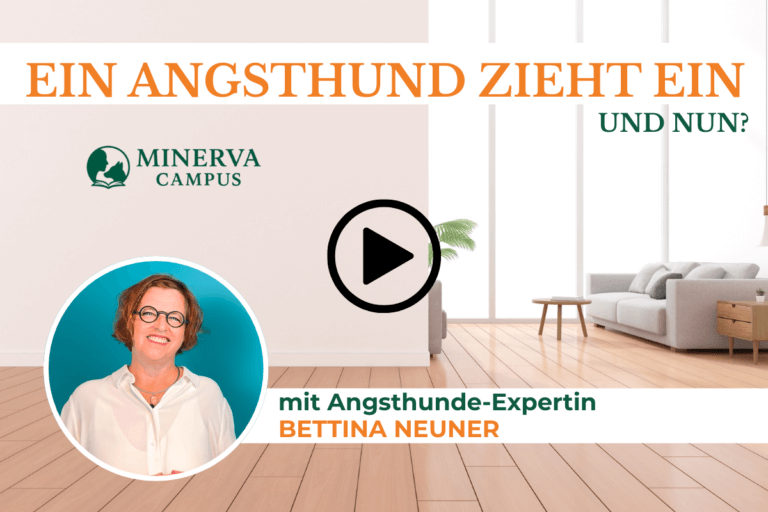 Angsthund zieht ein: Die ersten Tage sicher und entspannt gestalten
