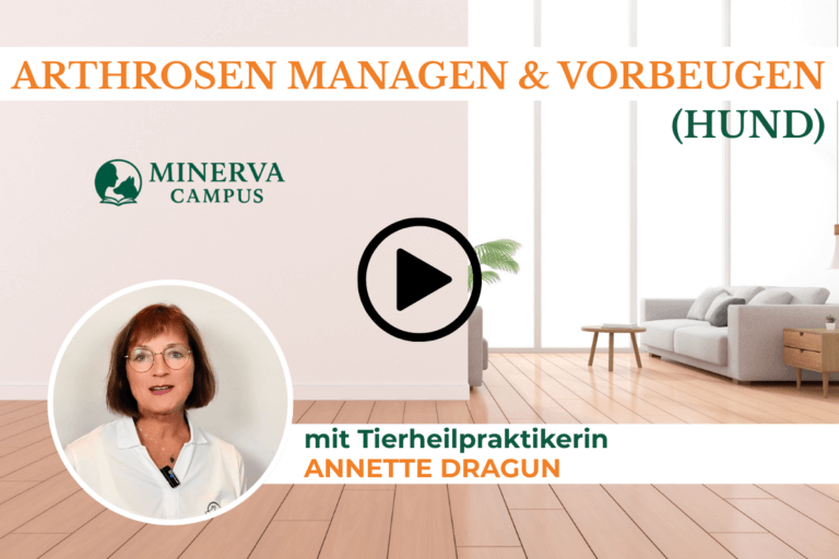 Arthrose beim Hund: Erkennen, managen, vorbeugen