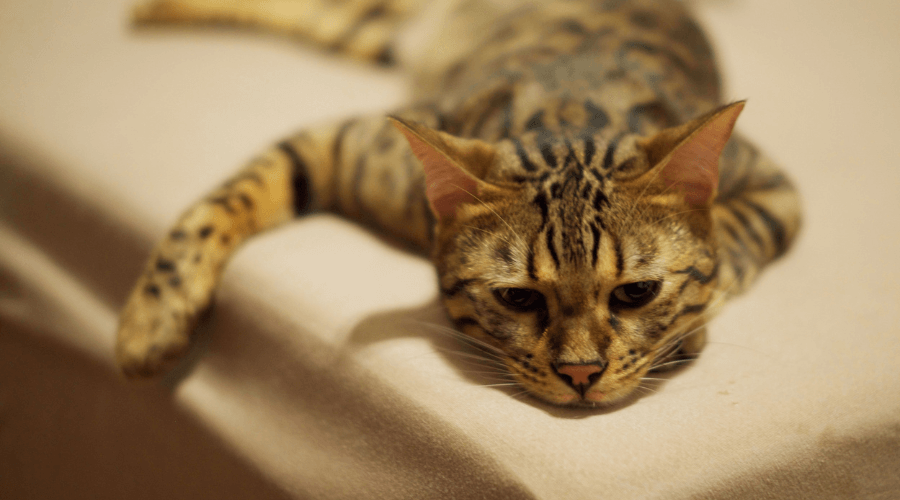 Getigerte Katze liegt entspannt und streckt eine Pfote aus