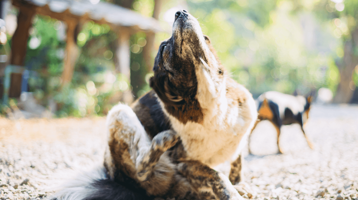 Hund mit erhobenem Kopf im Freien