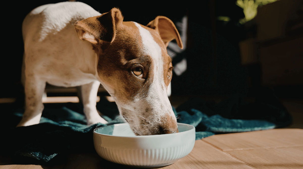 Kleiner Hund frisst aus einem Futternapf
