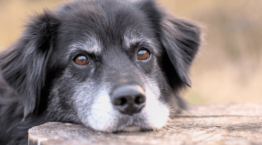 Schwarz-weißer Hund liegt mit aufgelegtem Kopf am Boden