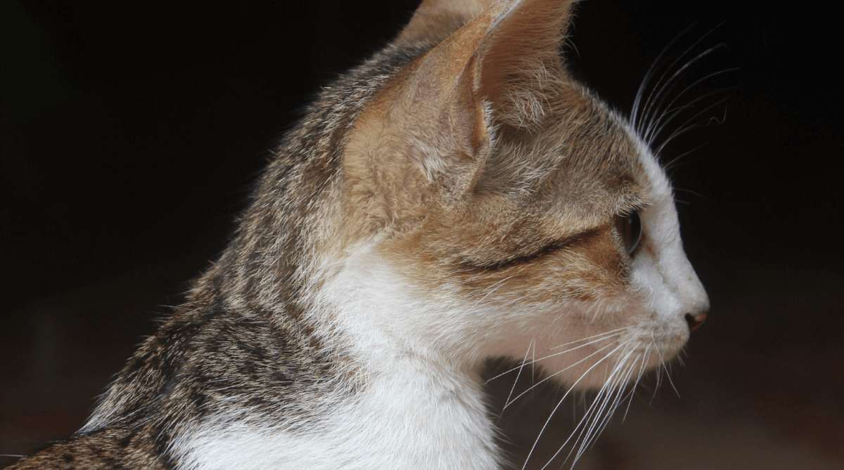 Getigerte Katze ruht entspannt im Profil