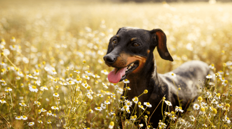 Hund liegt entspannt in einer Blumenwiese