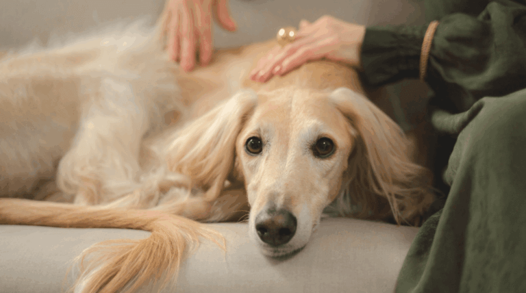 Golden Retriever liegt entspannt und wird gestreichelt