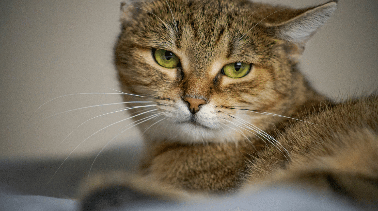 Getigerte Katze blickt aufmerksam in die Kamera