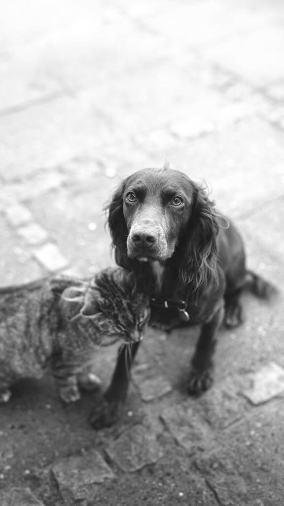 Heartwarming black and white photo of a dog and cat cuddling on a cobblestone street.