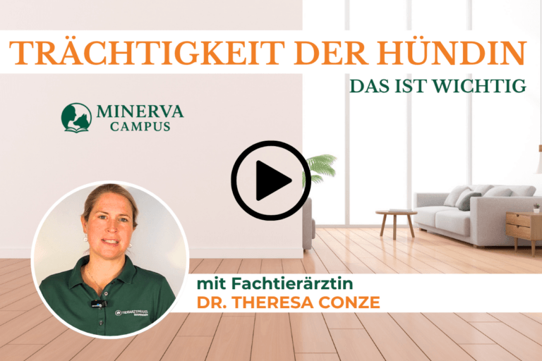 Hündin tragend? Der Fahrplan bis zur Geburt