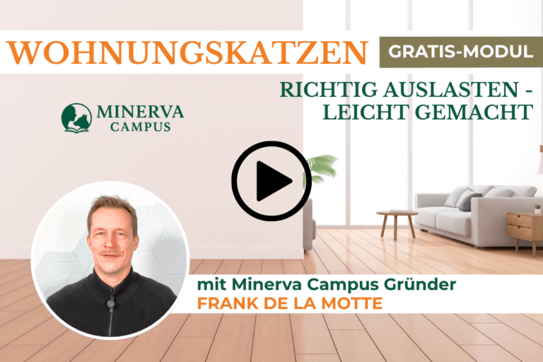 Katze tobt nachts? Was ihr in der Wohnung fehlt