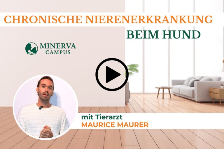 Mein Hund ist nierenkrank: Was kann ich tun?