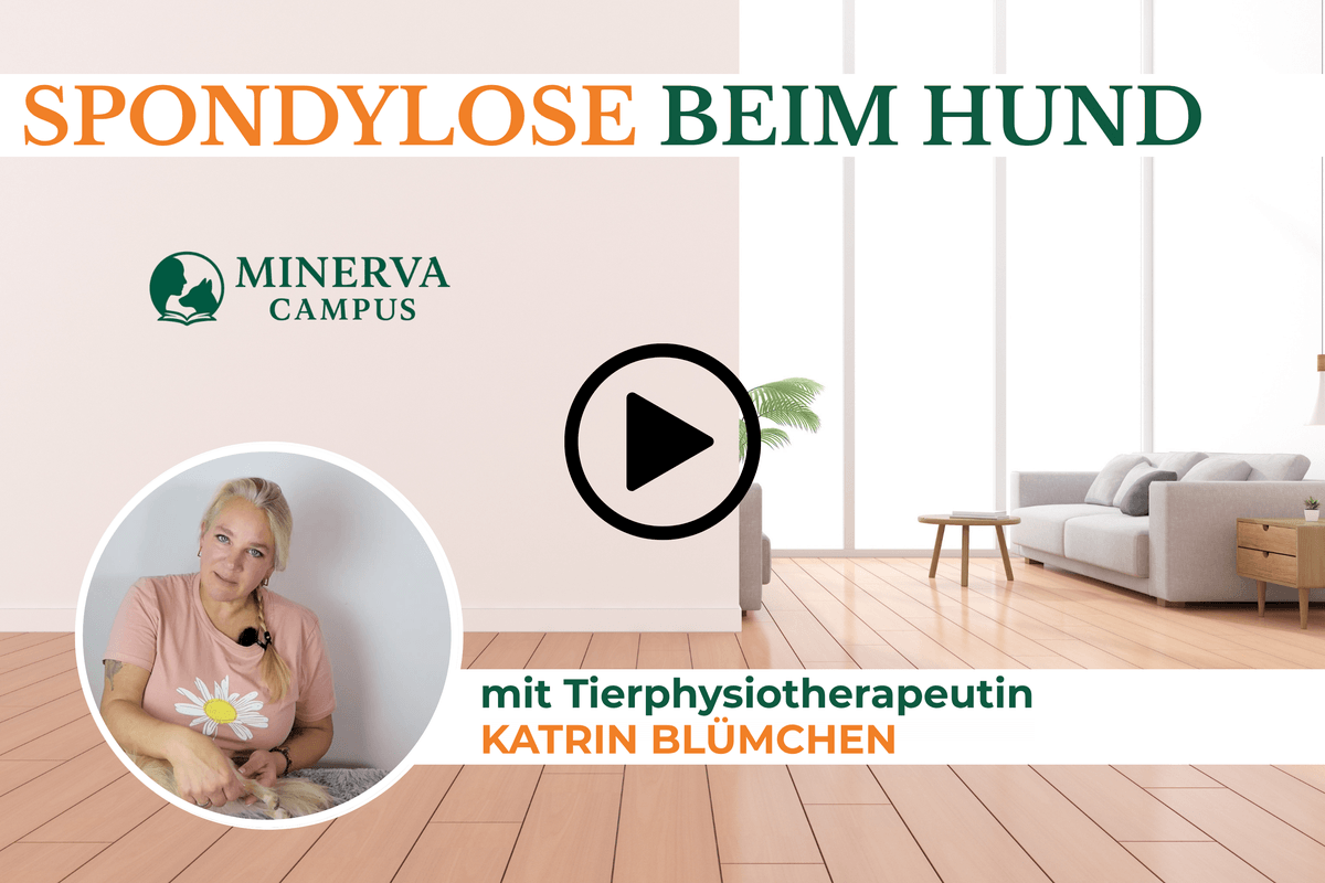 Spondylose beim Hund: Themenmodul mit Hundephysiotherapeutin Katrin Blümchen